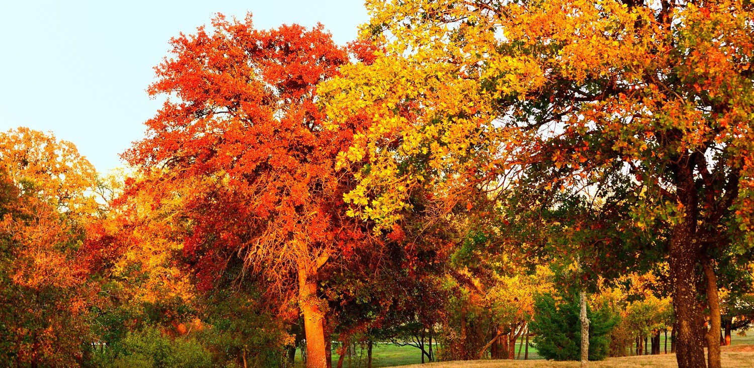 autumntrees